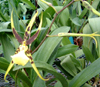 Orchid-Spider