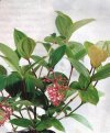 Medinilla Plant
