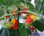 Parrot Plant
